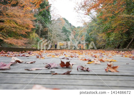 The walking trails around Kameiwa Cave and the colorful fallen leaves give a sense of the arrival of autumn. 141486672