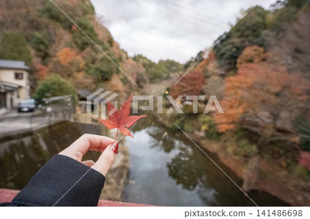A scene of fallen leaves in your hand, with vibrant autumn foliage as the backdrop, evokes the feeling of autumn's arrival. 141486698