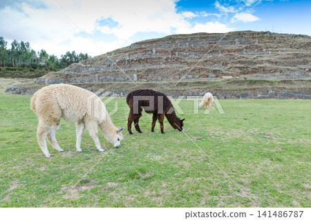 lamas in Andes,Mountains, Peru 141486787
