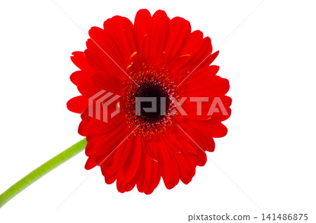 gerbera flower gerbera flower 141486875