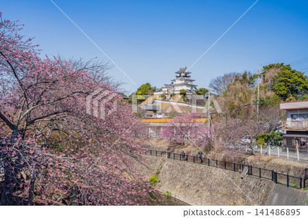 靜岡縣掛川市掛川城附近坂川河畔盛開的櫻花景色 靜岡縣掛川市掛川城附近坂川河畔盛開的櫻花景色 141486895