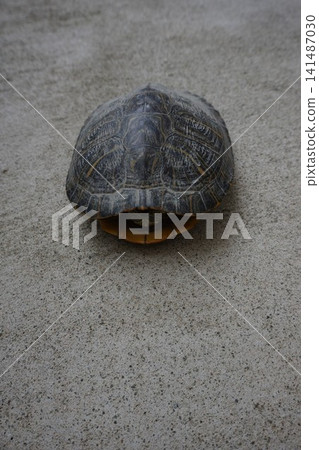 A turtle suddenly appeared A turtle suddenly appeared 141487030