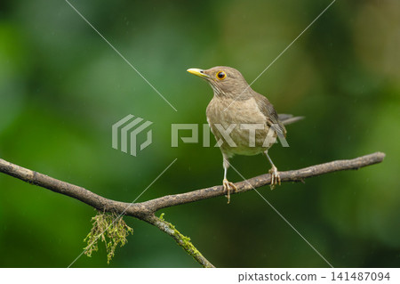 Ecuadorian thrush turns head on Y-shaped branch 141487094