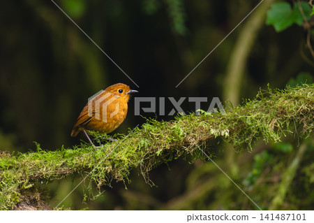 Equatorial antpitta on mossy branch in jungle 141487101