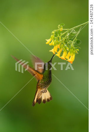 Fawn-breasted brilliant hovers under yellow flower feeding Fawn-breasted brilliant hovers under yellow flower feeding 141487126