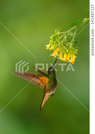 Fawn-breasted brilliant hovers underneath yellow flower drinking Fawn-breasted brilliant hovers underneath yellow flower drinking 141487127