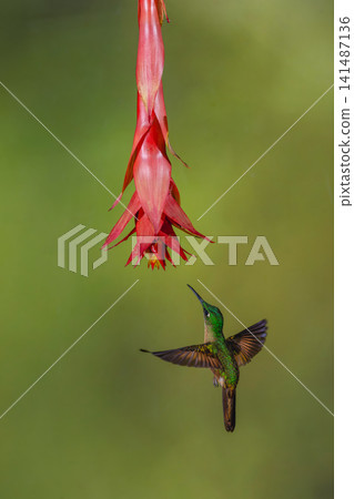 Fawn-breasted brilliant spreads wings under red flower Fawn-breasted brilliant spreads wings under red flower 141487136