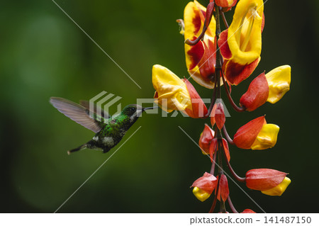 Female green thorntail hovers drinking from flower 141487150
