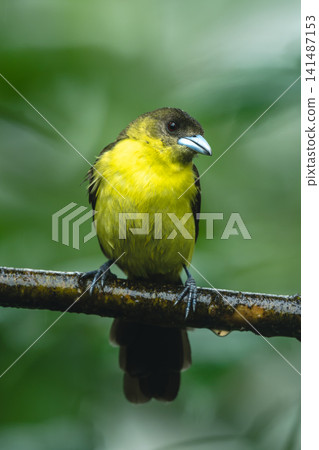 Female lemon-rumped tanager on branch cocks head 141487153