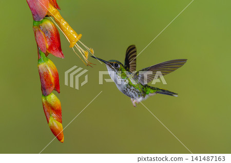 Female white-booted racket-tail hovers near red-and-yellow flower Female white-booted racket-tail hovers near red-and-yellow flower 141487163