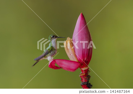 Female white-booted racket-tail perches on banana flower Female white-booted racket-tail perches on banana flower 141487164