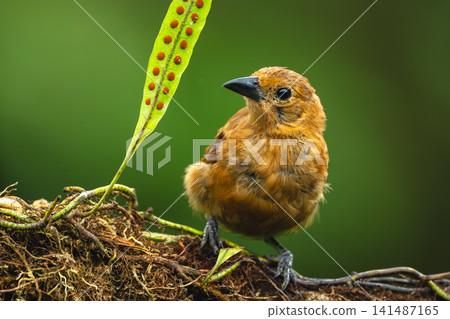 Female white-lined tanager turns head on branch Female white-lined tanager turns head on branch 141487165