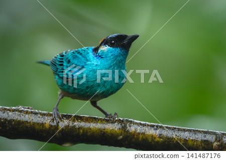 Golden-naped tanager watches camera on wet branch 141487176