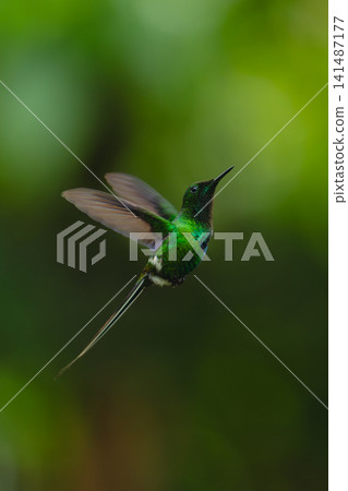 Green thorntail hovers against green bokeh background Green thorntail hovers against green bokeh background 141487177