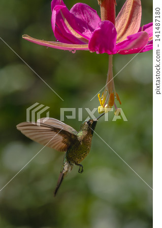 Green-crowned brilliant hovers drinking from pink flower 141487180