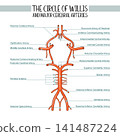 Circle of Willis and Major Cerebral Arteries Anatomy Vector Illustration 141487224