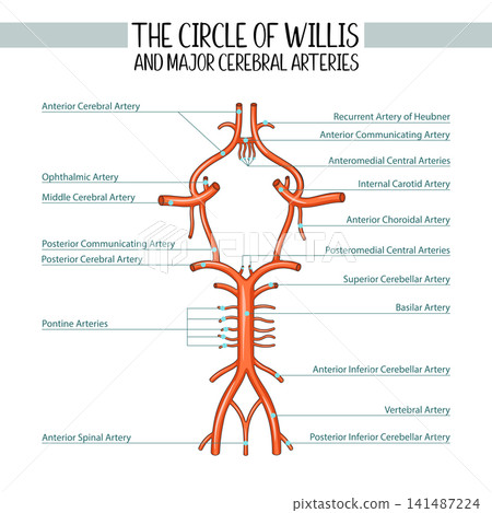Circle of Willis and Major Cerebral Arteries Anatomy Vector Illustration Circle of Willis and Major Cerebral Arteries Anatomy Vector Illustration 141487224