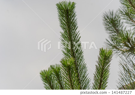 Pine tree, pine needles, evergreen tree, conifer, fresh green leaves, nature, plant, close-up, blue sky, Japan, garden, background material Pine tree, pine needles, evergreen tree, conifer, fresh green leaves, nature, plant, close-up, blue sky, Japan, garden, background material 141487227