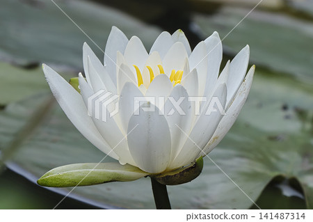 蓮花姿態優美,純白的光芒充滿神秘感。 蓮花姿態優美,純白的光芒充滿神秘感。 141487314