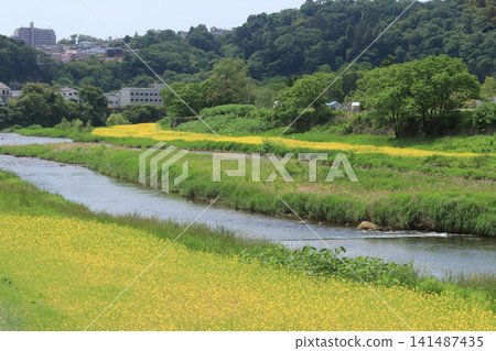 廣瀨川和油菜田(宮城縣仙台市) 廣瀨川和油菜田(宮城縣仙台市) 141487435