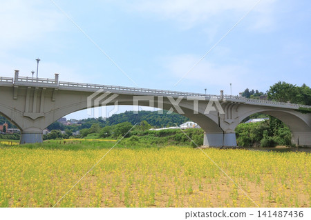 一座白色拱橋和一片油菜花田(仙台大橋,宮城縣仙台市) 一座白色拱橋和一片油菜花田(仙台大橋,宮城縣仙台市) 141487436