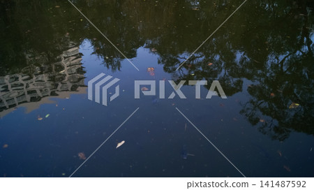 Close-up of the water of the pool in a public park. Clear water with reflection. Water reflection. Nature scene. 141487592