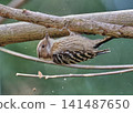 A Japanese pygmy woodpecker drums, repeatedly striking a tree with its beak to produce sound. 141487650