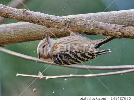 A Japanese pygmy woodpecker drums, repeatedly striking a tree with its beak to produce sound. A Japanese pygmy woodpecker drums, repeatedly striking a tree with its beak to produce sound. 141487650