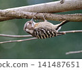 A Japanese pygmy woodpecker drums, repeatedly striking a tree with its beak to produce sound. 141487651