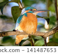 The scenery is reflected in its eyes; a kingfisher with beautiful eyes. 141487653