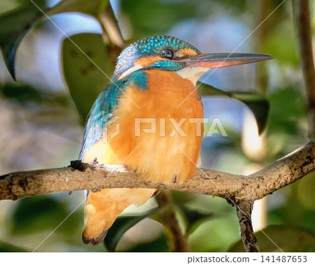 The scenery is reflected in its eyes; a kingfisher with beautiful eyes. The scenery is reflected in its eyes; a kingfisher with beautiful eyes. 141487653