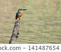A blue jewel: A majestic male kingfisher 141487654