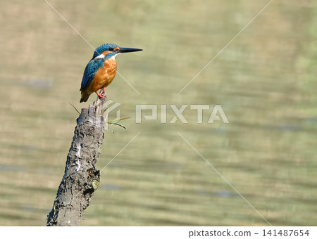 藍色的寶石：一隻雄偉的雄性翠鳥 141487654