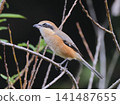 The shrike, though small, has a sharp beak and a fierce appearance. 141487655