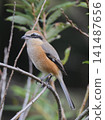 The shrike, though small, has a sharp beak and a fierce appearance. 141487656