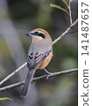 The shrike, though small, has a sharp beak and a fierce appearance. 141487657