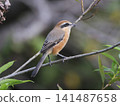 The shrike, though small, has a sharp beak and a fierce appearance. 141487658