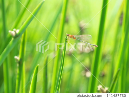 Damselfly perched on a firefly plant Damselfly perched on a firefly plant 141487780