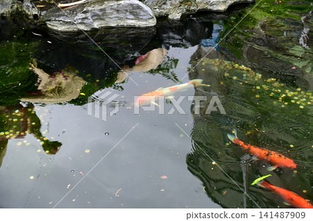 Close-up of the Koi in the pool in the garden of the public park. Clear water. Animal and nature concept. Close-up of the Koi in the pool in the garden of the public park. Clear water. Animal and nature concept. 141487909