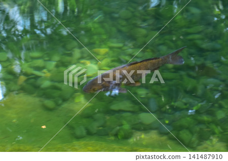 Close-up of the Koi in the pool in the garden of the public park. Clear water. Animal and nature concept. Close-up of the Koi in the pool in the garden of the public park. Clear water. Animal and nature concept. 141487910