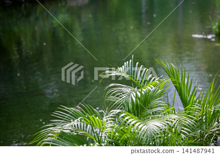 The scene of the garden with a pond in a public park. Garden view in a park. Nature and landscape concept. The scene of the garden with a pond in a public park. Garden view in a park. Nature and landscape concept. 141487941