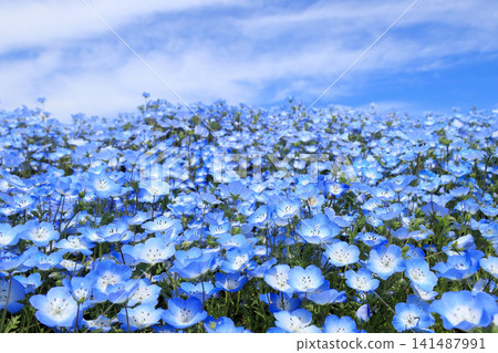 Nemophila field and blue sky - Copy space Nemophila field and blue sky - Copy space 141487991