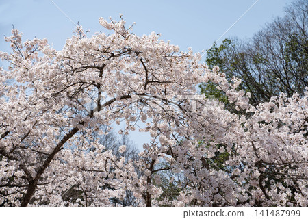 A spring landscape with cherry blossoms in full bloom against a blue sky. A spring landscape with cherry blossoms in full bloom against a blue sky. 141487999