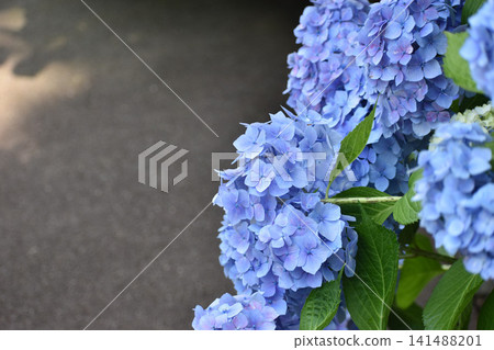 Blue hydrangea Blue hydrangea 141488201