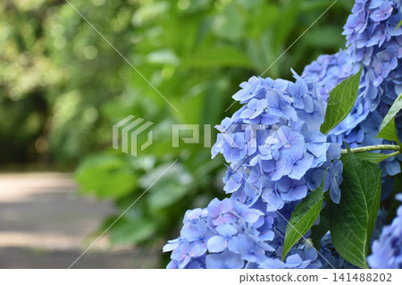 藍繡球 藍繡球 141488202