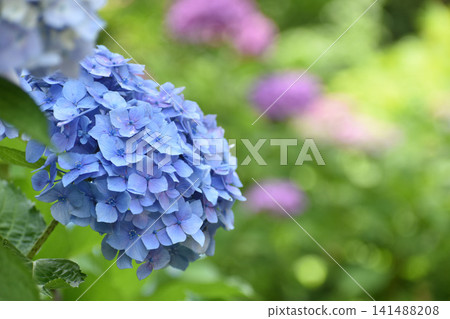 藍繡球 141488208