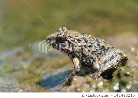 A close-up of a frog by the water, facing left. A close-up of a frog by the water, facing left. 141488210