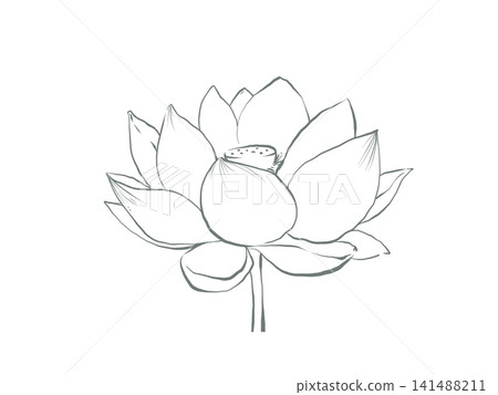 蓮花的線條畫 蓮花的線條畫 141488211