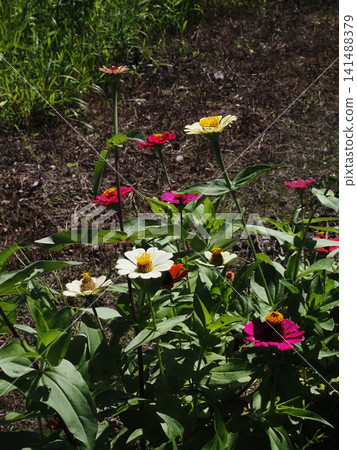 Zinnia flowers bathed in the sunlight after the end of the rainy season (a variety of colorful zinnias) Zinnia flowers bathed in the sunlight after the end of the rainy season (a variety of colorful zinnias) 141488379