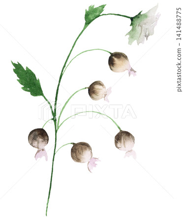 Watercolor white wildflowers with leaves, floral isolated illustration for spring wedding stationery Watercolor white wildflowers with leaves, floral isolated illustration for spring wedding stationery 141488775